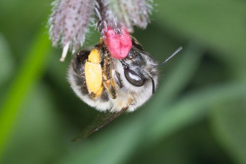 Anthophora sp.